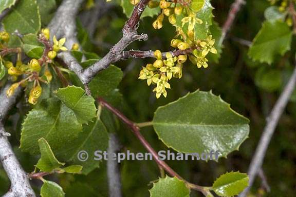 rhamnus ilicifolia 5 graphic